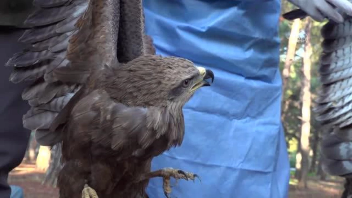 GAZİANTEP - Tedavisi tamamlanan kuşlar doğaya bırakıldı