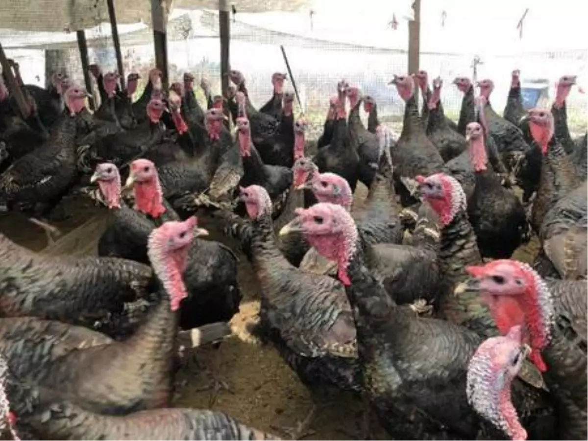 Koronavirüs nedeniyle bu yıl hindi satışları düştü