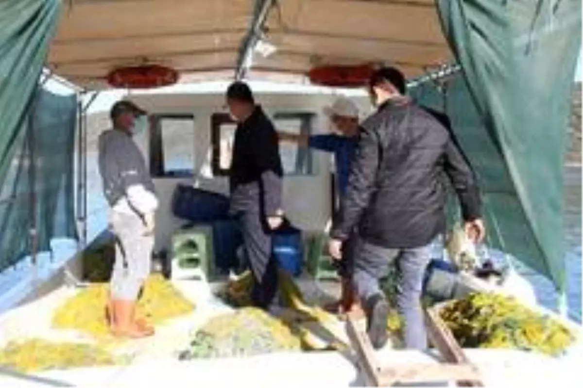 Milas\'ta yasadışı su ürünleri avcılığının önlenmesi için denetimler sürüyor