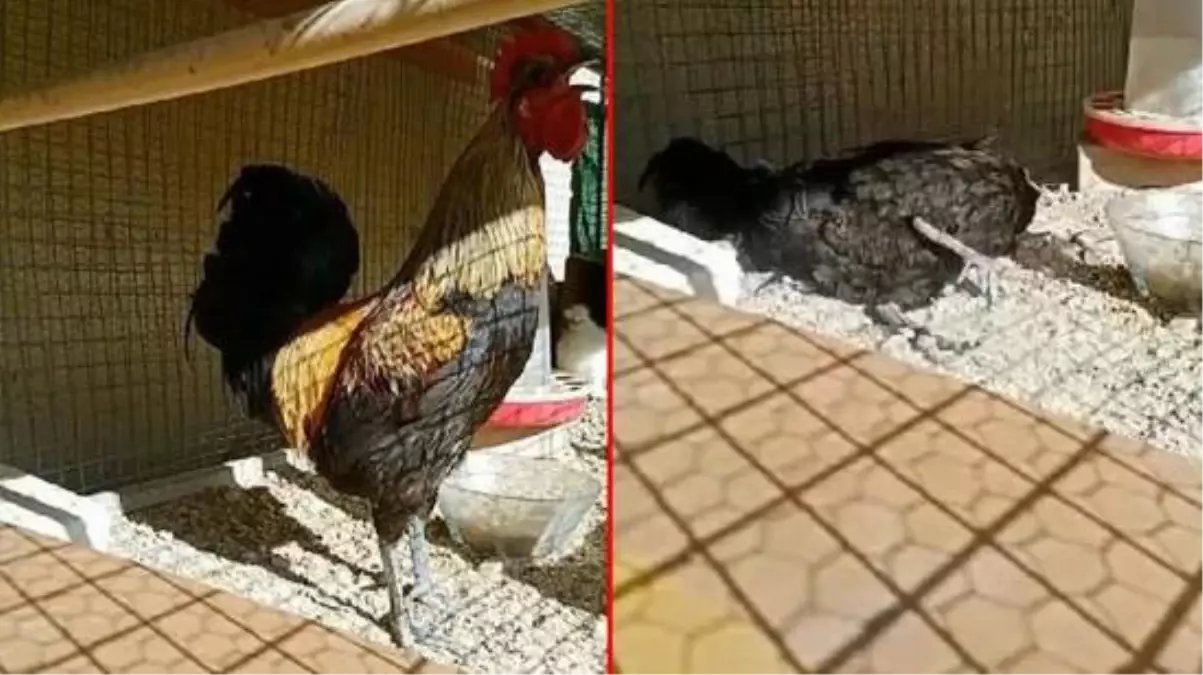 Öterken bayılan Denizli horozu için 25 bin lira değerinde otomobil teklif edildi