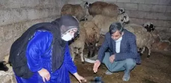 Tarlaya bırakılan gübreyi yiyen hayvanlarının yarısı öldü