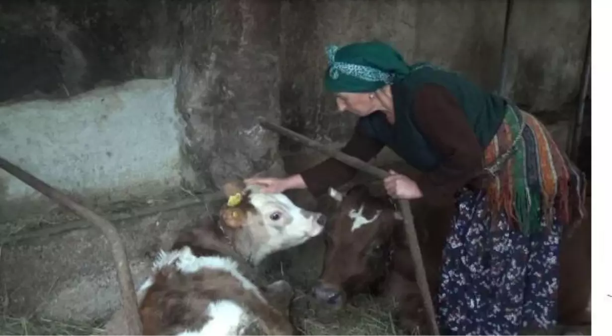 Zehirlenen 3 ineğin başında gözü yaşlı bekleyiş