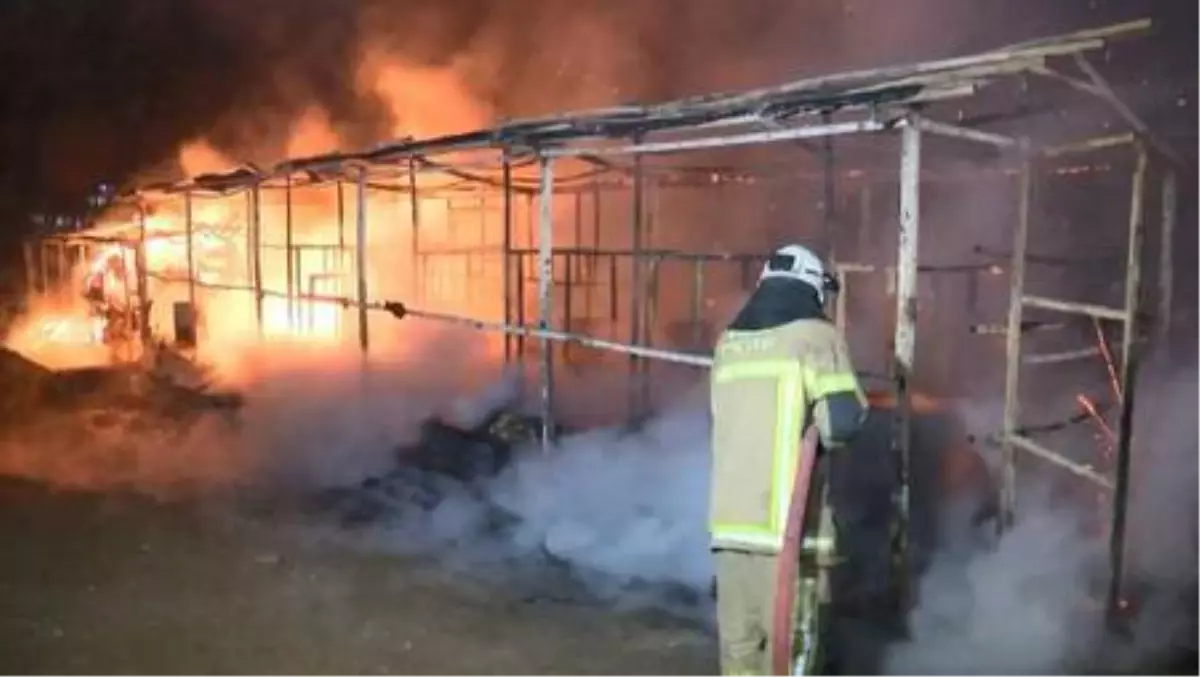 Son dakika haber! Bursa\'da Atatürk Kent Ormanı\'ndaki ahır yangını yürek sızlattı: 10 at öldü