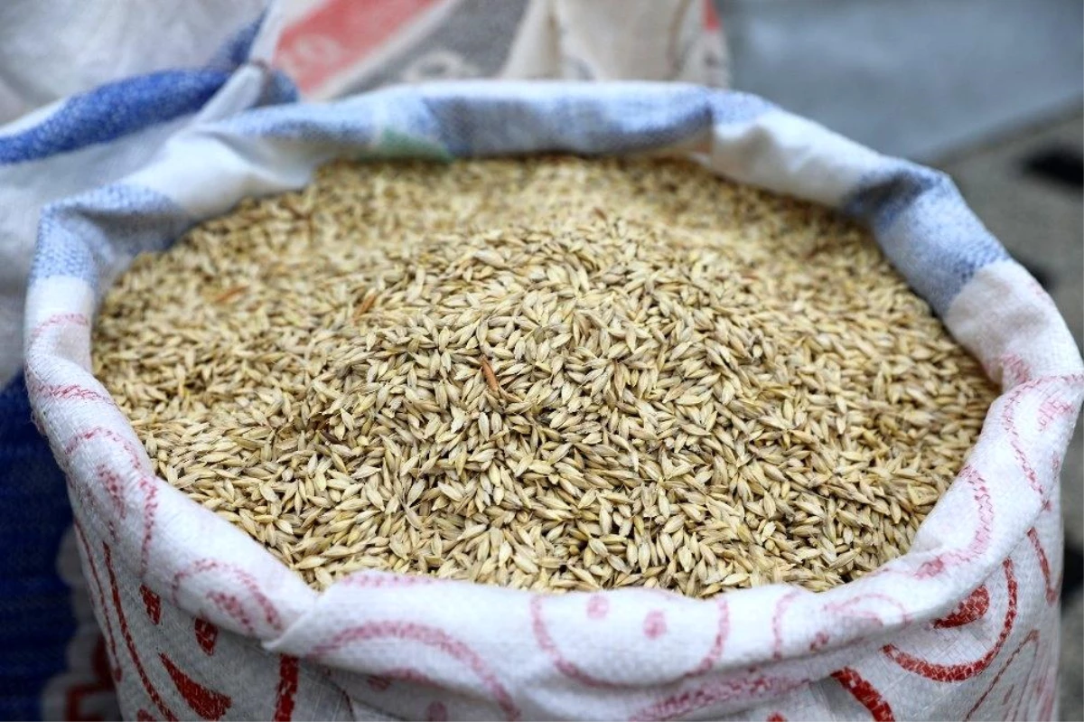 Bursa\'da çiftçilere organik siyez buğday tohumu dağıtıldı
