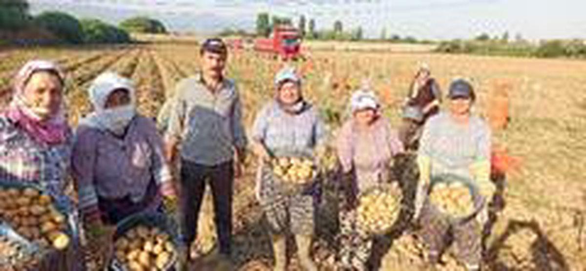 İzmir\'de patates hasadı kaldığı yerden devam edecek