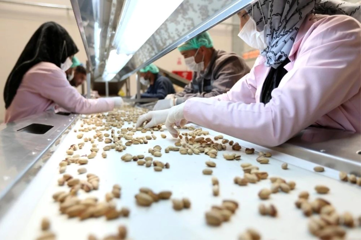 Siirt fıstığı kendi markasıyla ilk ihracatını Almanya\'ya gerçekleştirdi