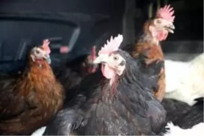 Son Bir Ayda Gorulmeye Basladi Tek Caresi Asi Son Dakika Son Bir Ayda Gorulmeye Basladi Tek Caresi Asi Son Dakika