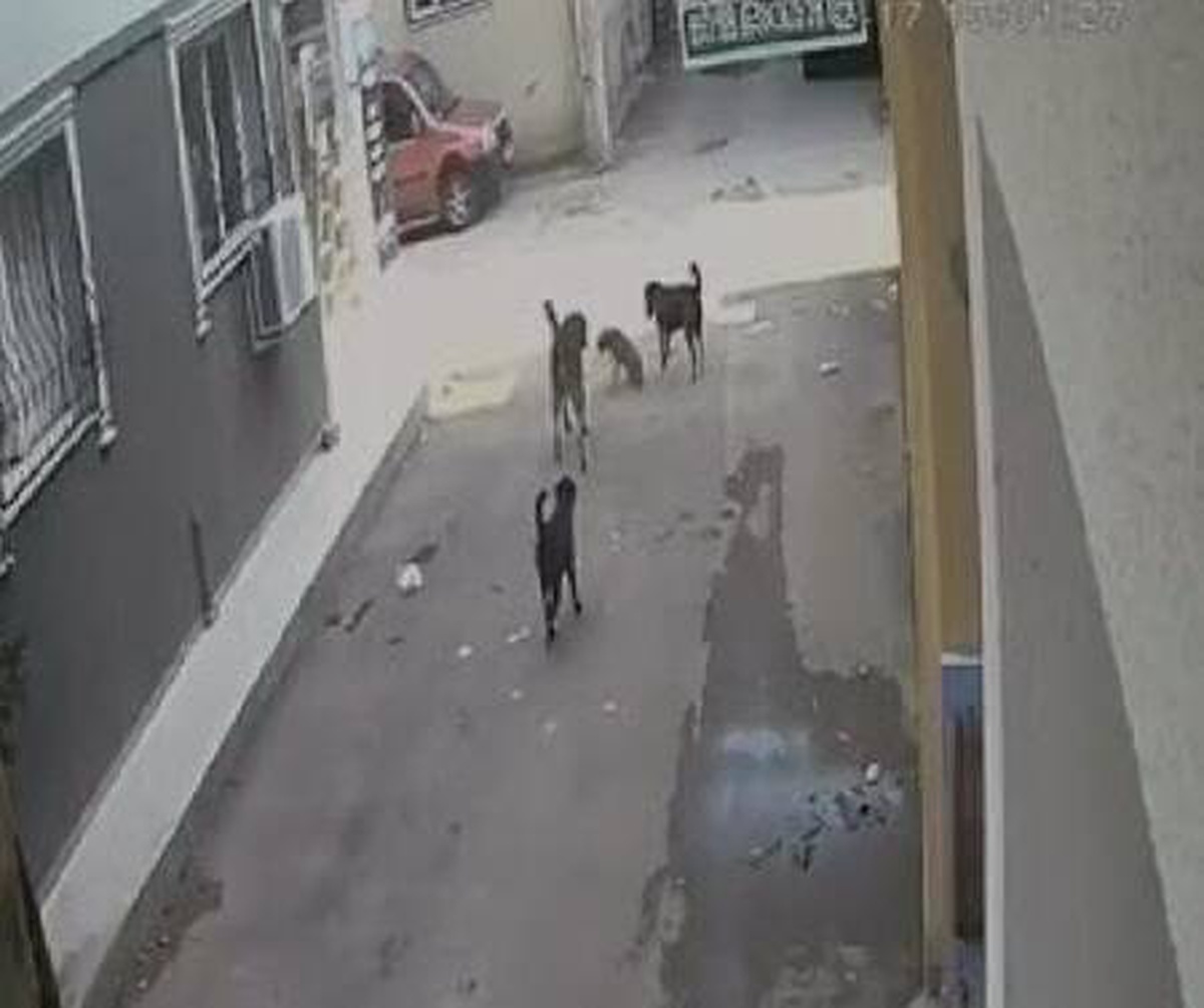 Taksinin üzerinden geçtiği yavru köpeğin çığlıkları yürek sızlattı