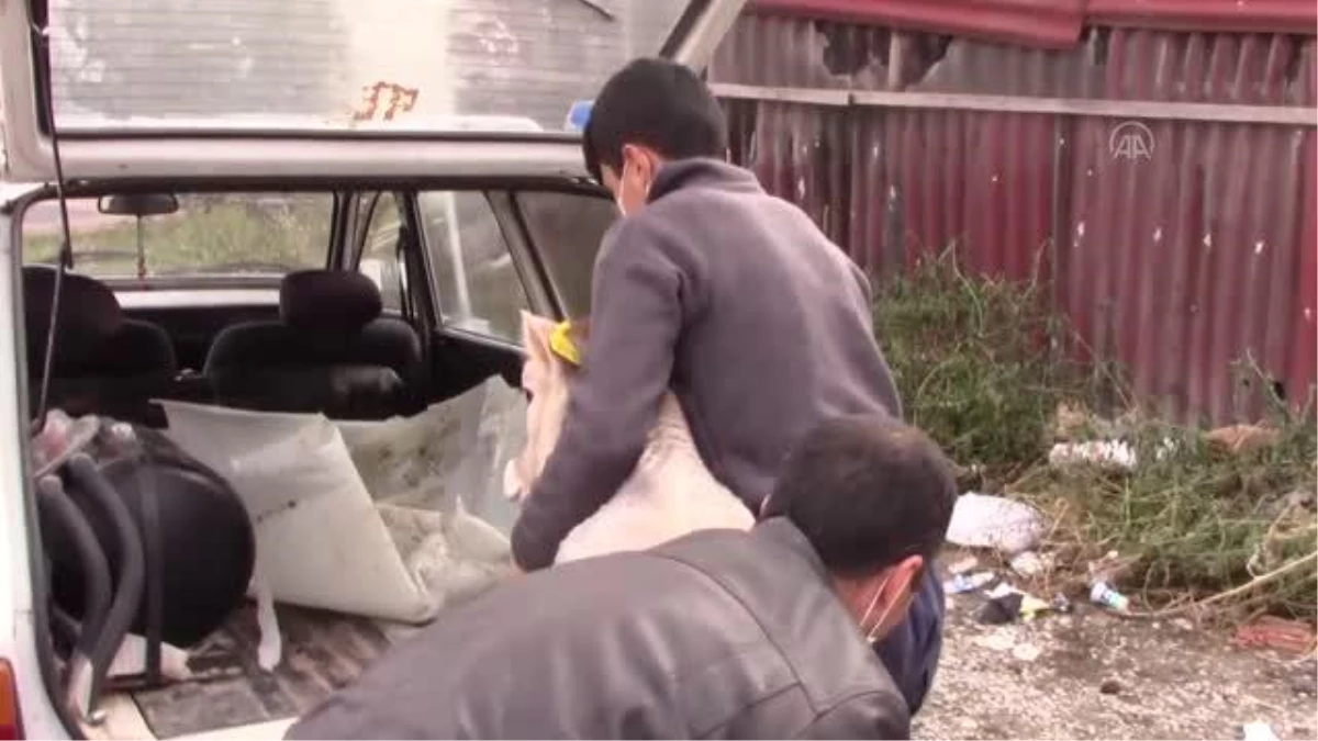 "Adriana" isimli buzağını veterinere otomobille taşıdı