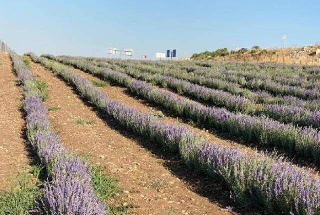 Batman'da 'yetişmez' denilen lavanta, Hollanda'ya ihraç edilince üreticiler sıraya girdi