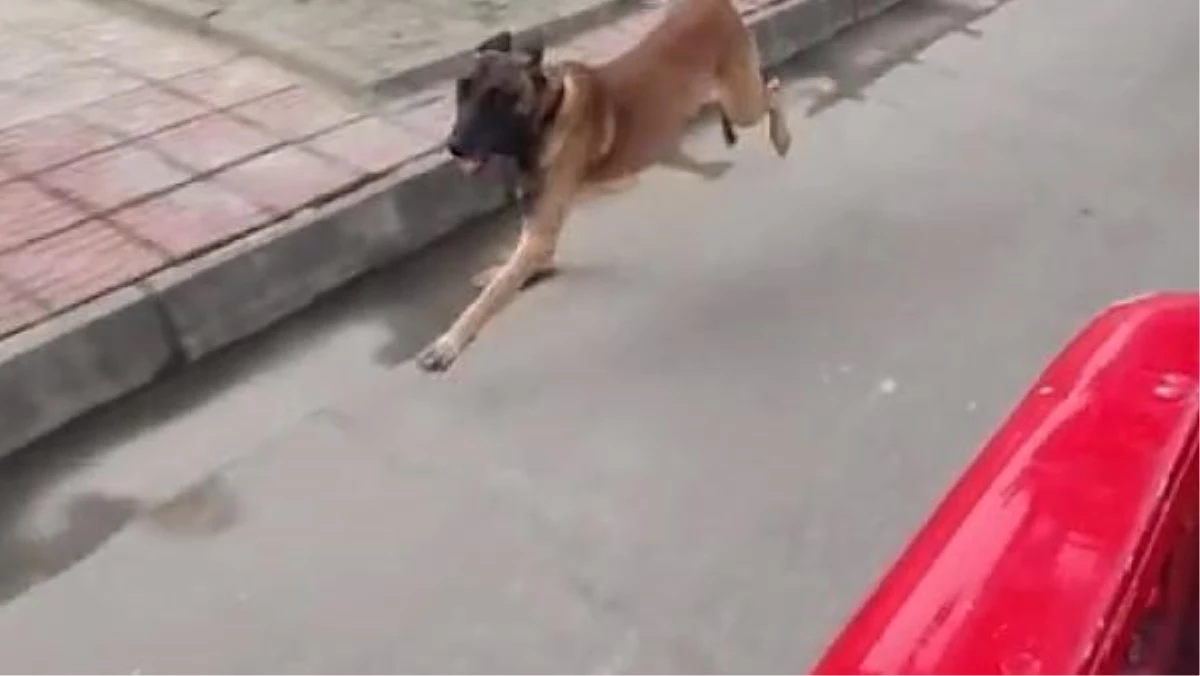 Son dakika haber | Çin\'de arama köpeği, itfaiyeden emekli olan eğitimcisinin aracının peşini bırakmadı