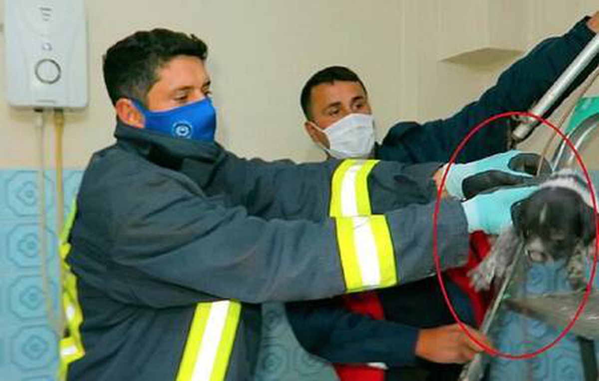 Havalandırma boşluğuna düşen yavru av köpeği kurtarıldı
