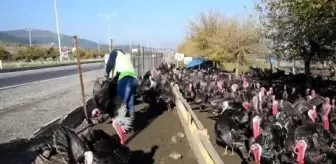 KAHRAMANMARAŞ - Hindi üreticileri satıştan memnun