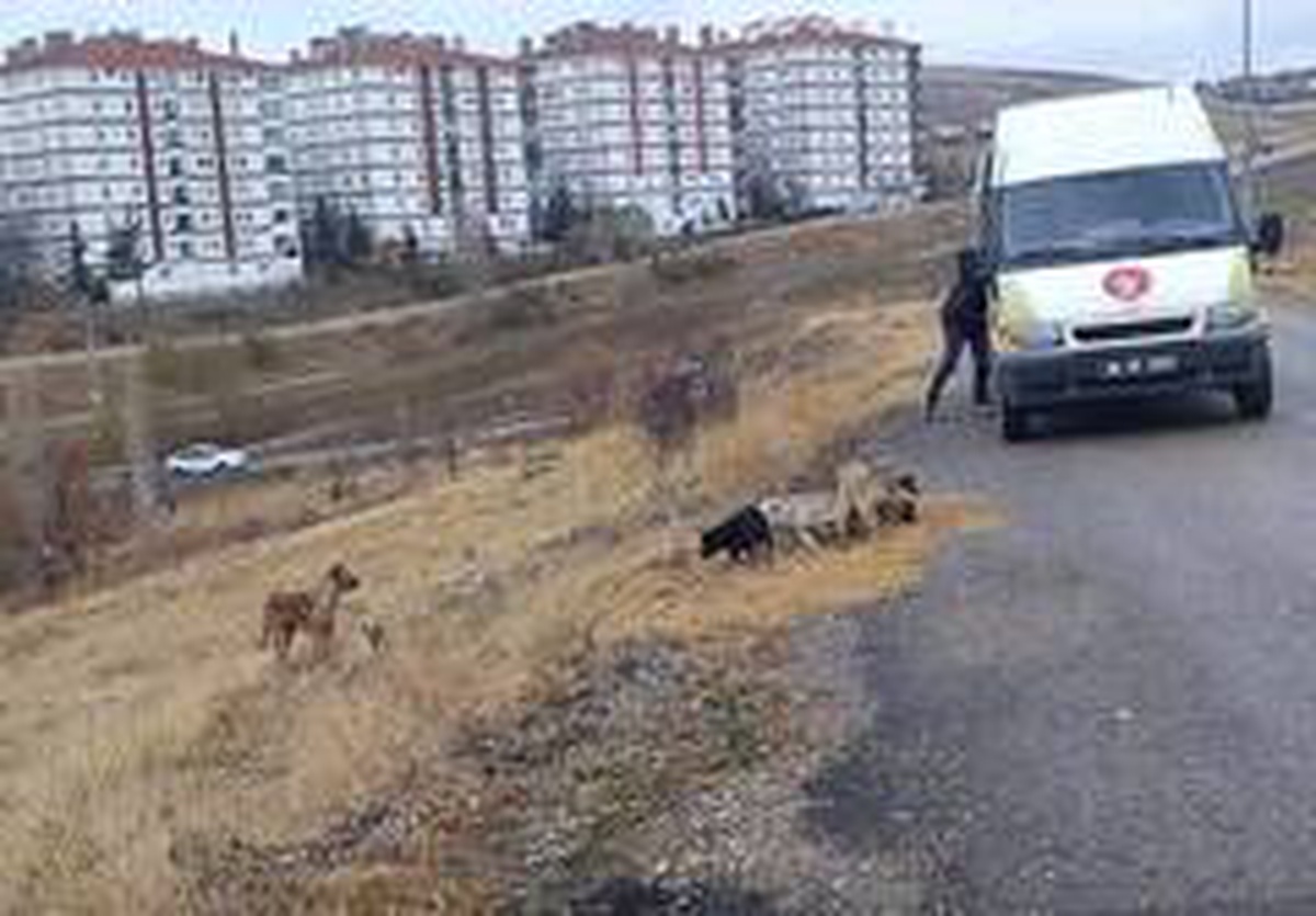 Keçiören\'de sokak canlıları unutulmuyor