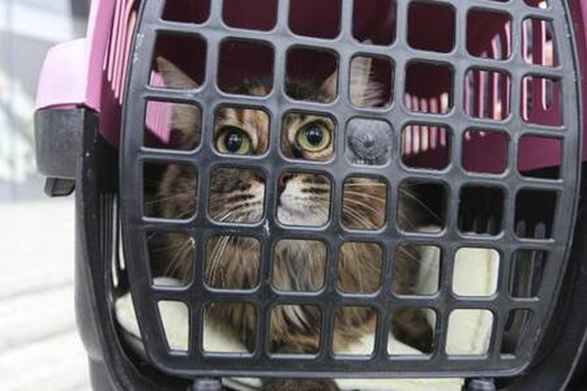 Son Dakika | \'Kedi virüs bulaştırıyor\' açıklaması, hayvanseverleri tedirgin etti