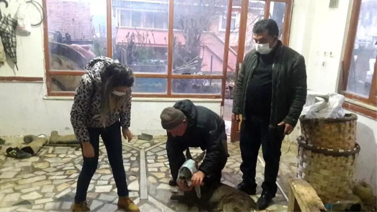 Köpek saldırısına uğrayan karaca tedavi altına alındı