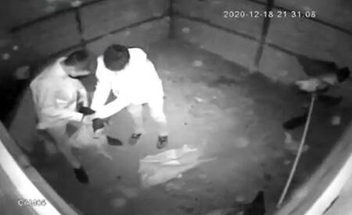 Kümese giren şüphelilerin, tavukları çuvala koyup çalması kamerada