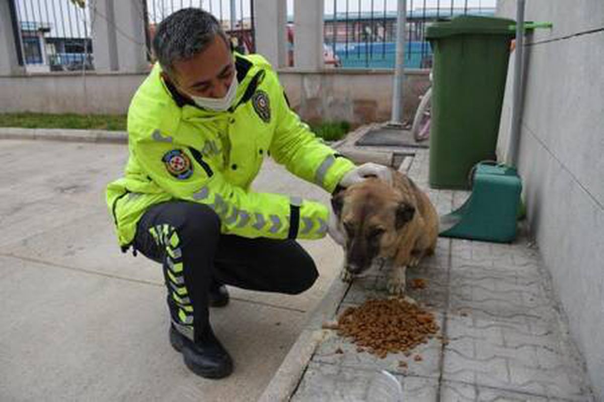 Polis ekipleri, sokak hayvanlarını elleriyle besledi
