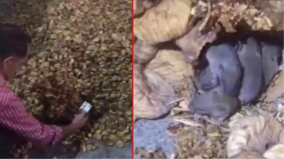Sosyal medya bu görüntülerle çalkalanıyor! Farelerle dolu kuru incir deposu mide bulandırdı