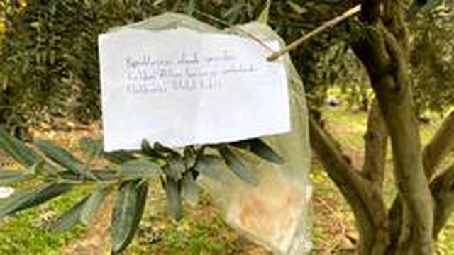 [Resim: zeytin-agacindaki-not-ve-para-sok-etti-13810708_o.jpg]