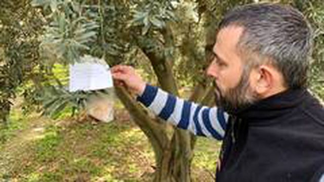 [Resim: zeytin-agacindaki-not-ve-para-sok-etti-2-13810708_o.jpg]