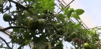 ÇANAKKALE - Devlet destekleriyle büyüyen seracılık 113 köye yayıldı