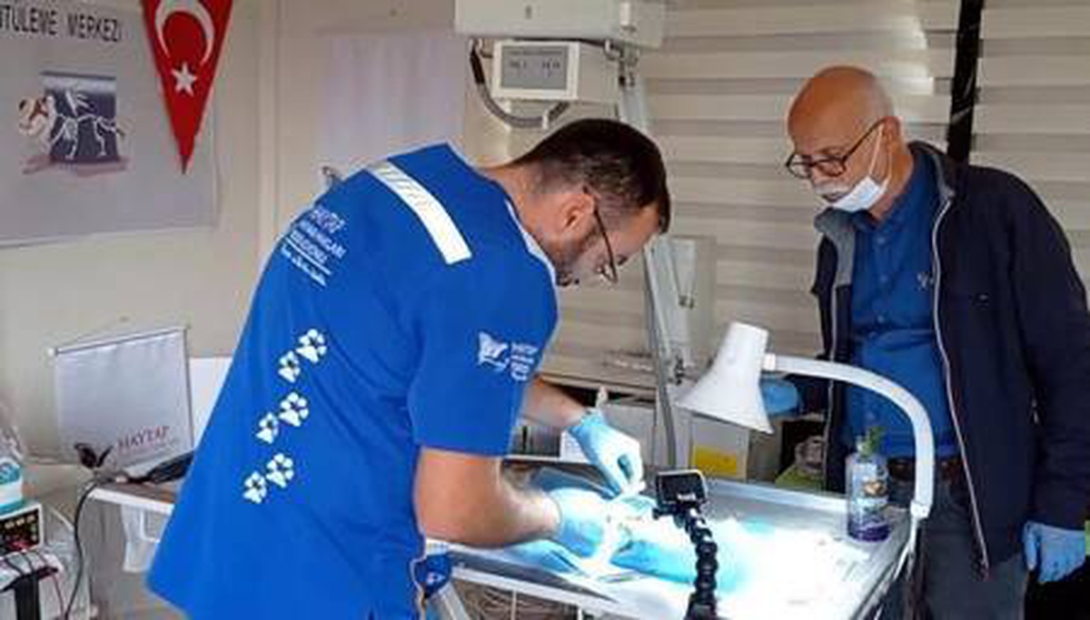 Emekli öğretmen, sokak kedisini tedavi ettirdi