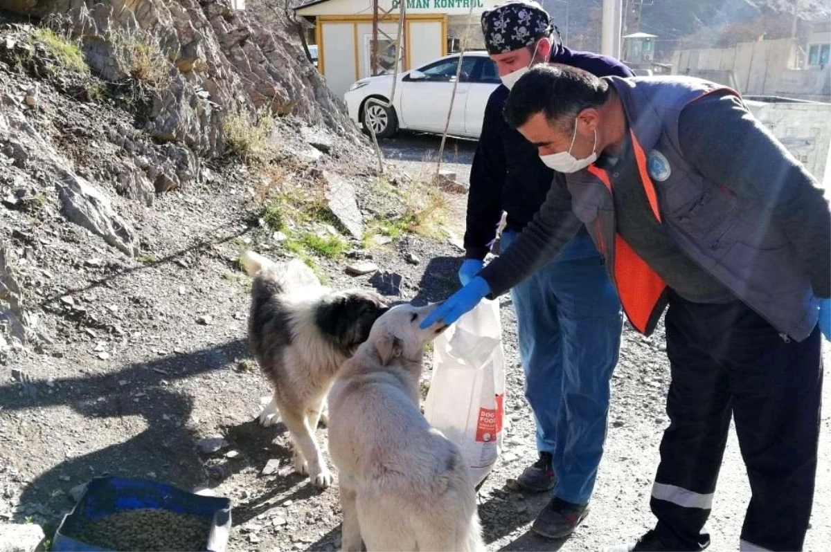 Hakkari\'de sokağa çıkma kısıtlamasında can dostlar unutulmadı