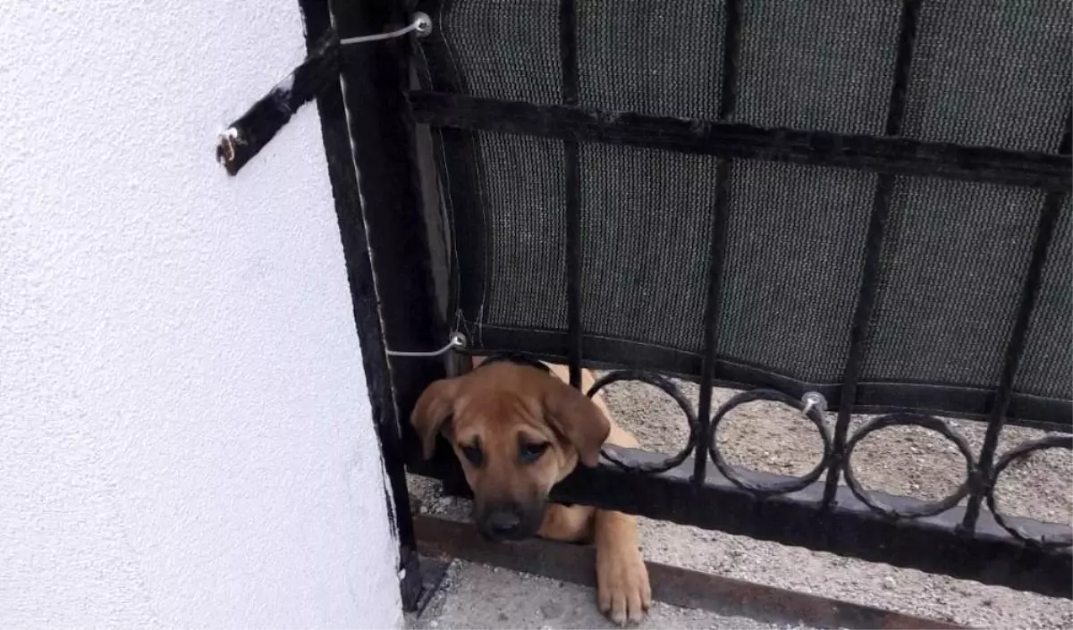 Kafası demir kapıya sıkışan köpeği itfaiye ekipleri kurtardı