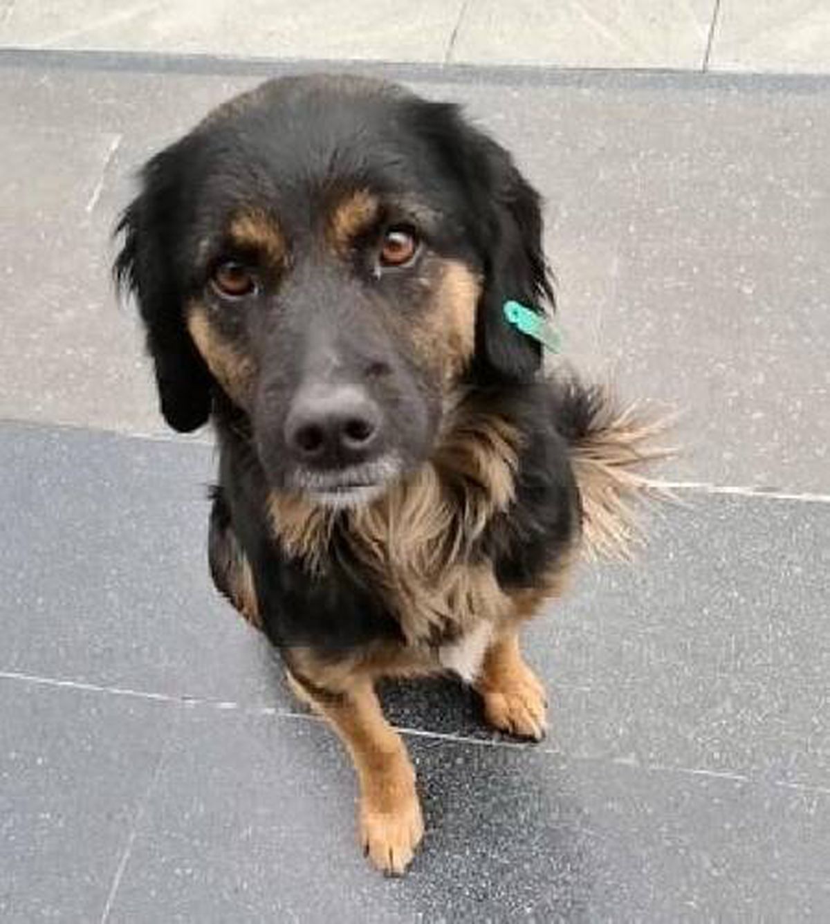 Kısıtlamada aç kalan sokak köpeğini besledi