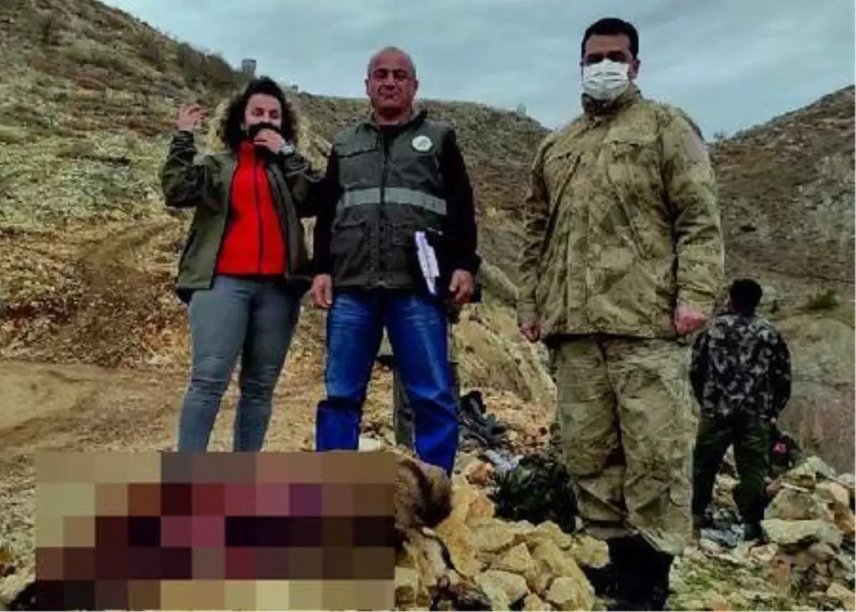 Koruma altındaki yaban keçisi avına 30 bin lira ceza