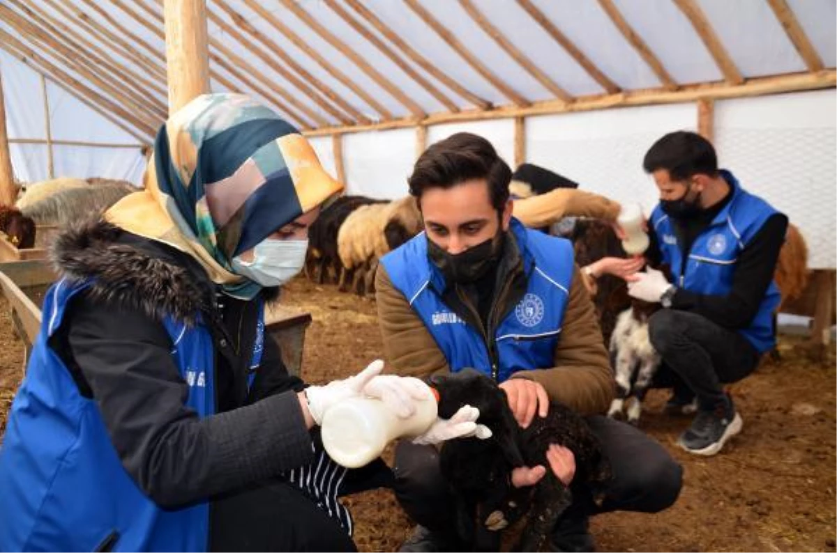 Muşlu gençler kısıtlamada ihtiyaç sahiplerine yardım etti; odun kırıp, kuzu beslediler