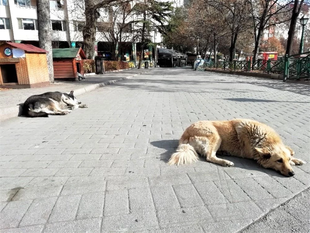 Sessiz sokaklarda uyku keyfi