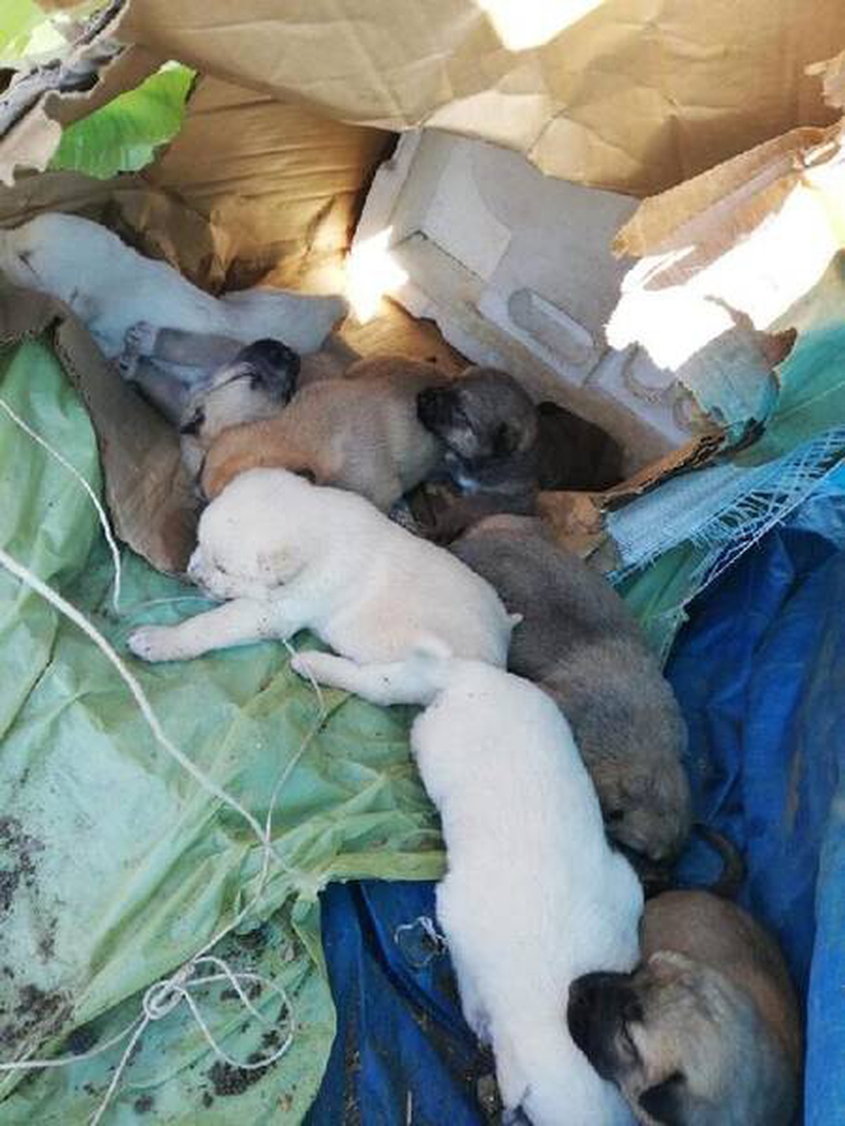 Torbayla araziye bırakılan köpek ve 8 yavrusuna sahip çıktılar