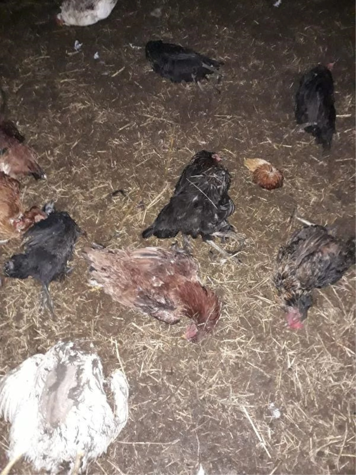 Ağıla giren sokak köpekleri 70 tavuk ve 3 kuzuyu parçaladı