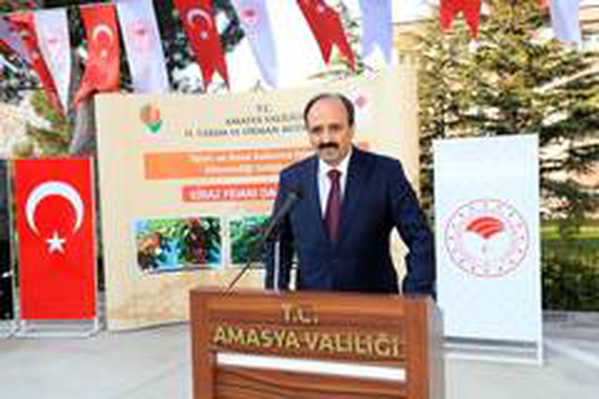 Amasya\'da hedef kiraz ihracatını artırmak