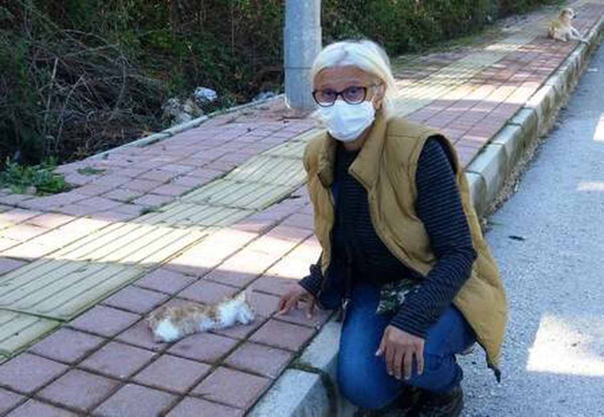 Son dakika haber! Antalya\'da yavru kedinin bacakları ile kuyruğunu kesen şüpheli aranıyor