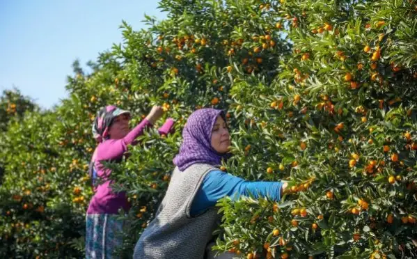 Antalya'nın altın portakalı 'kamkat'ın hasadı başladı, System.String[]