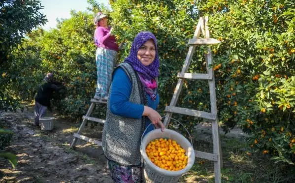 Antalya'nın altın portakalı 'kamkat'ın hasadı başladı