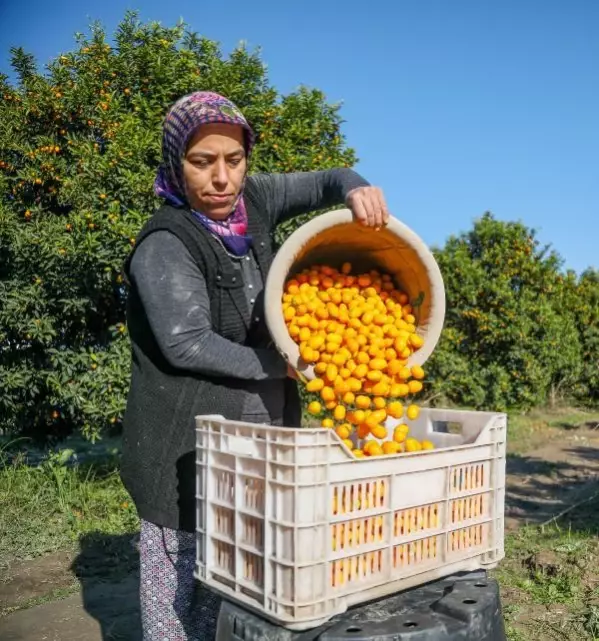 Antalya'nın altın portakalı 'kamkat'ın hasadı başladı