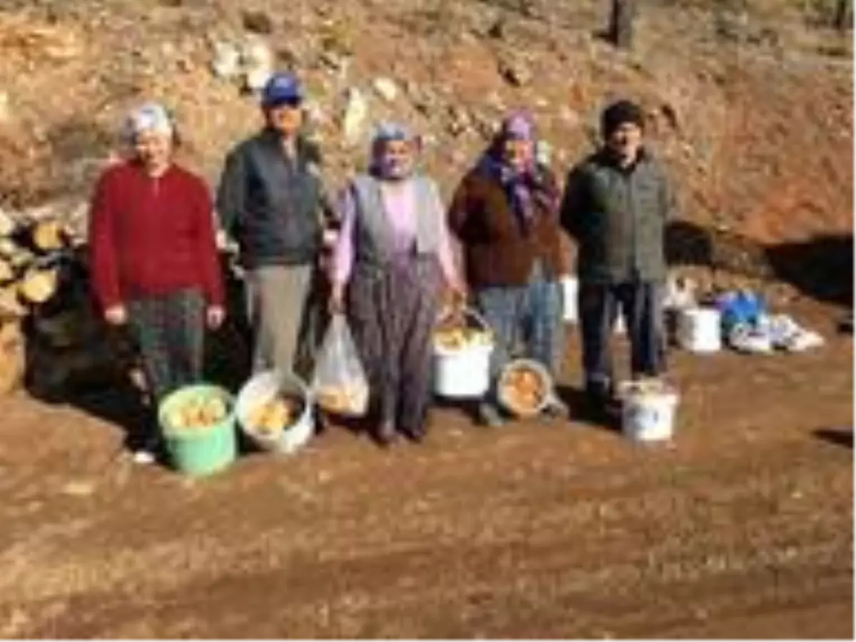 Fakirin eti çıntar mantarı için ormana akın başladı