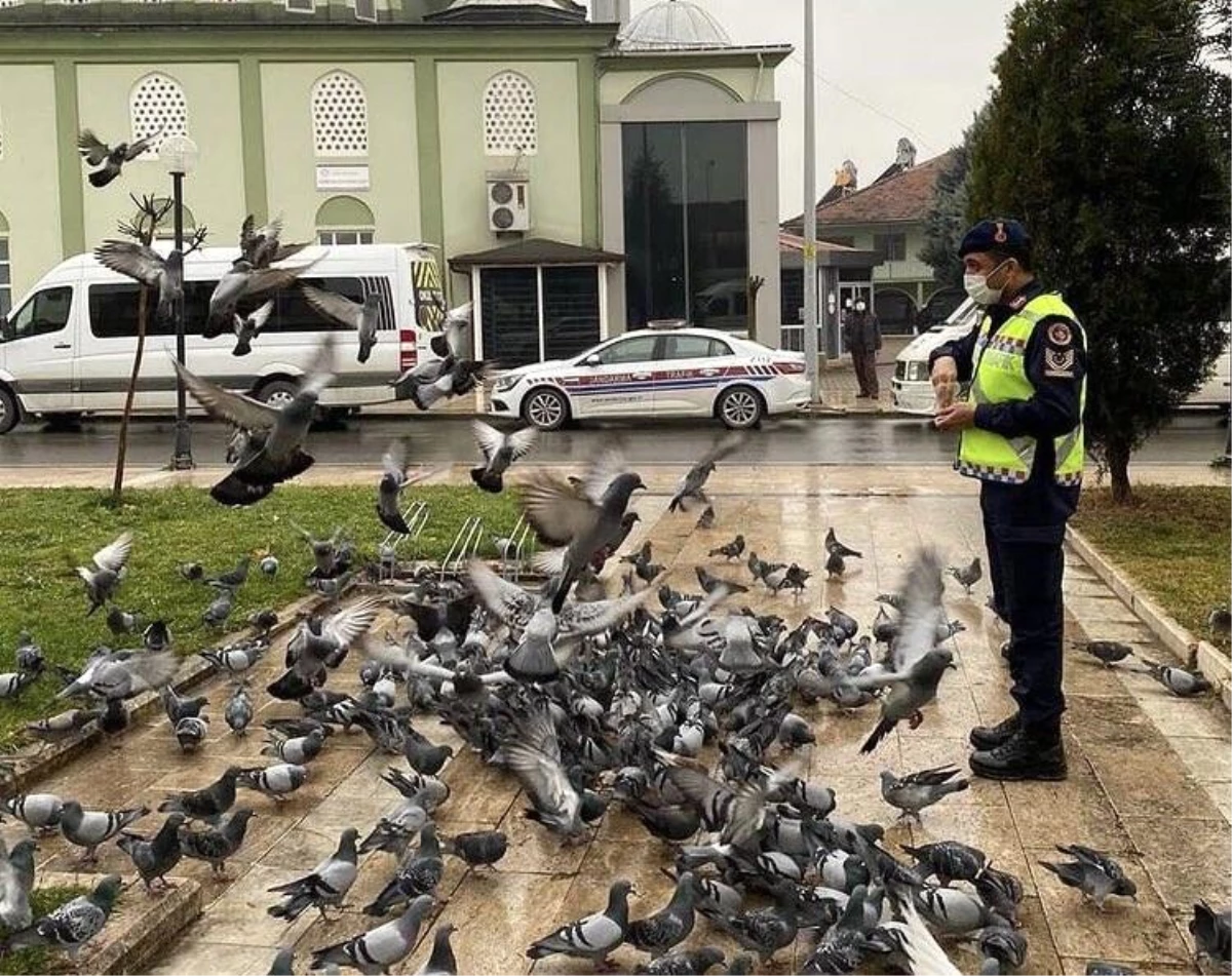 Jandarma aç kalan güvercinleri besledi
