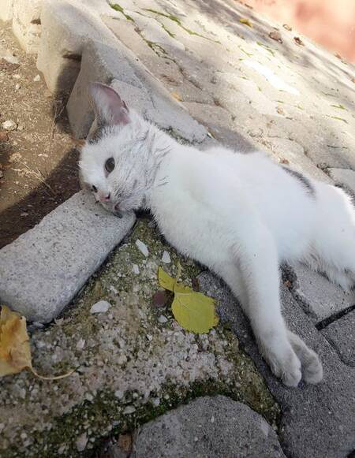 Son dakika... Kemer\'de 17 kedi ve 3 tavuk zehirlenerek öldürüldü