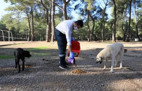 Kepez'de kısıtlamada 1500 sokak hayvanına yiyecek