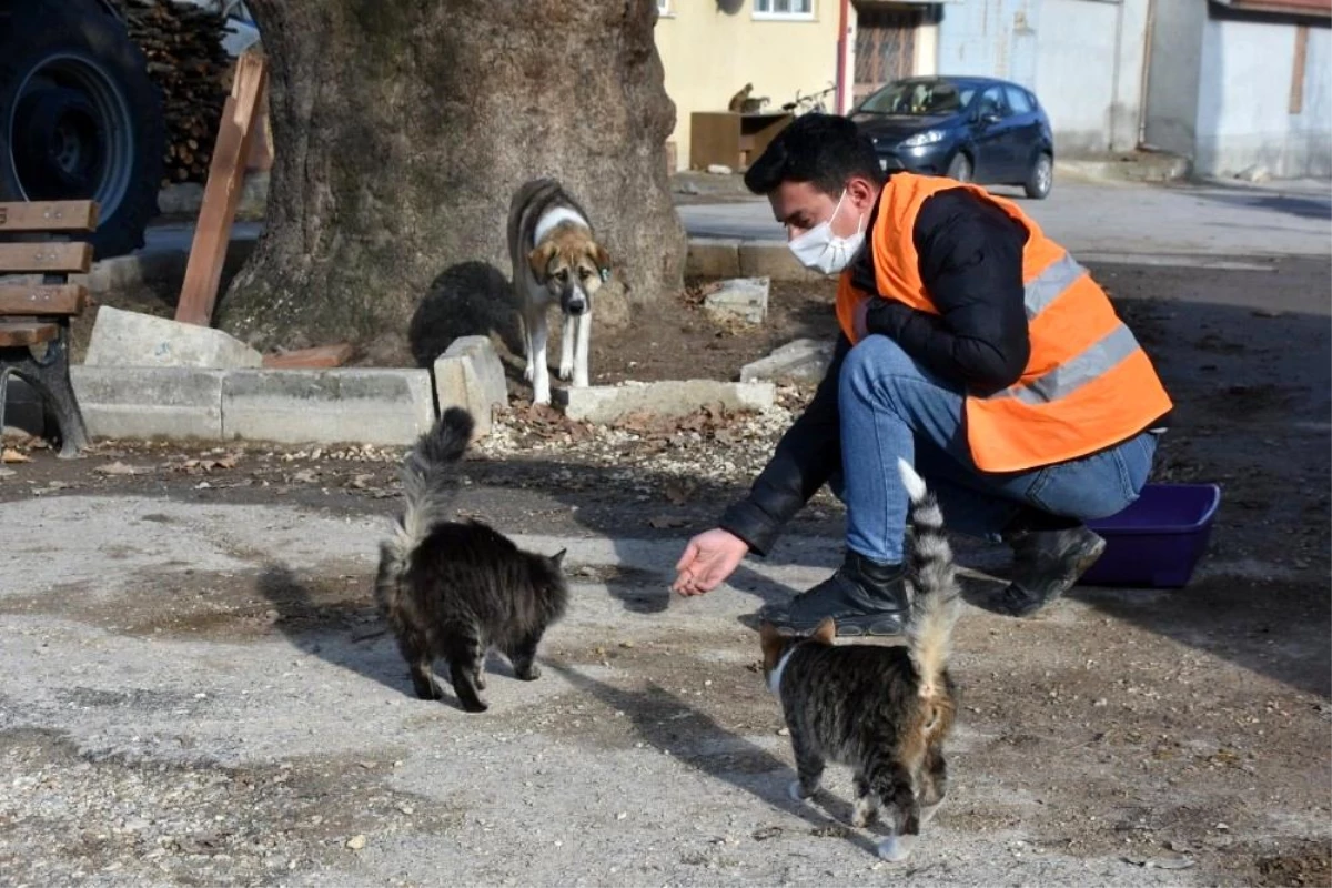 Kısıtlamada sokak hayvanları aç kalmadı