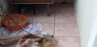 Köpeği balkona bağlayarak ölümüne neden olan aileye 1902 lira ceza