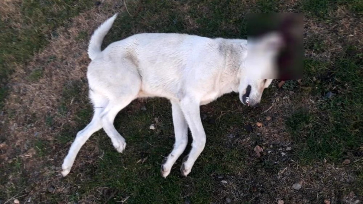 Köpeği vuran avukat serbest kaldı