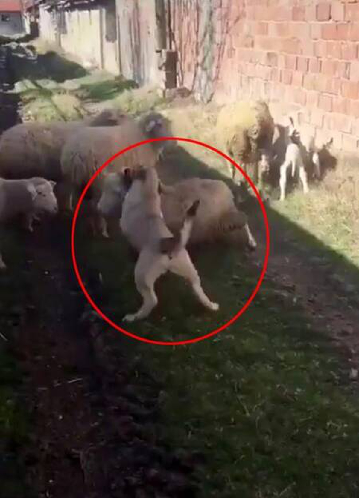 Koyunu, köpeğe boğduran kişiye 947 lira ceza