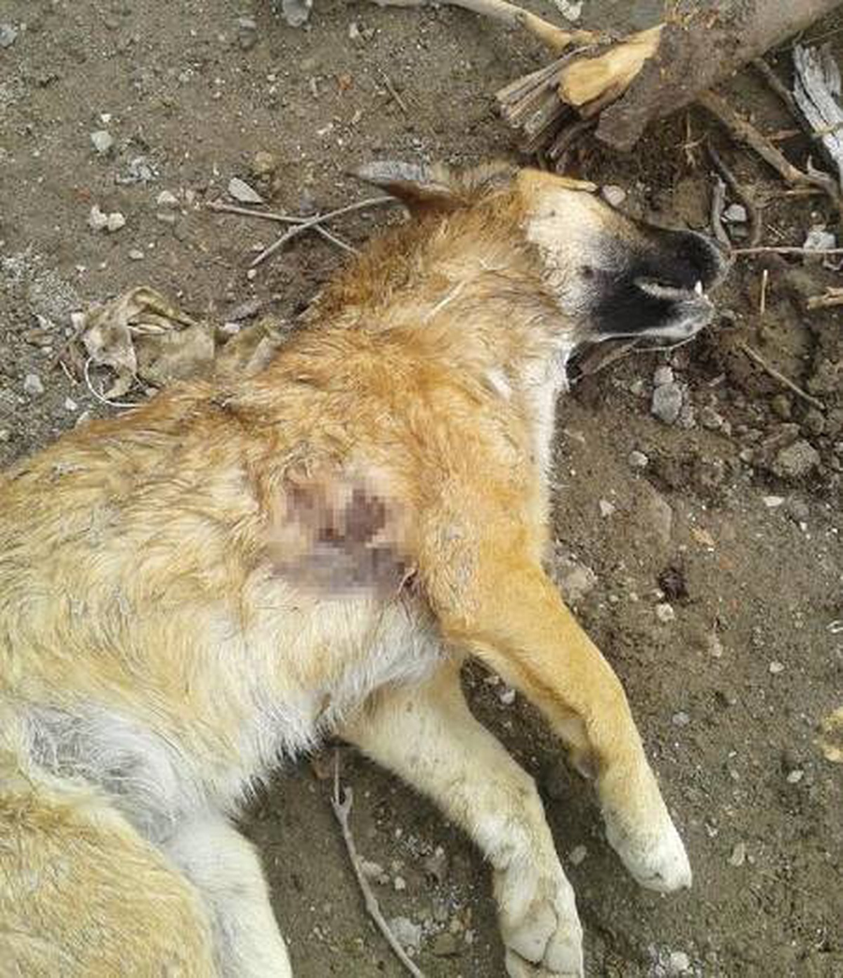 Mahallelinin beslediği köpek av tüfeğiyle vuruldu