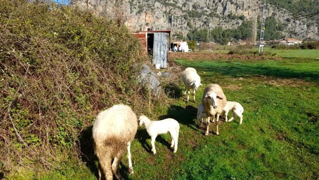 Marmaris'te çobanlara kurt ve domuz korkusu sardı